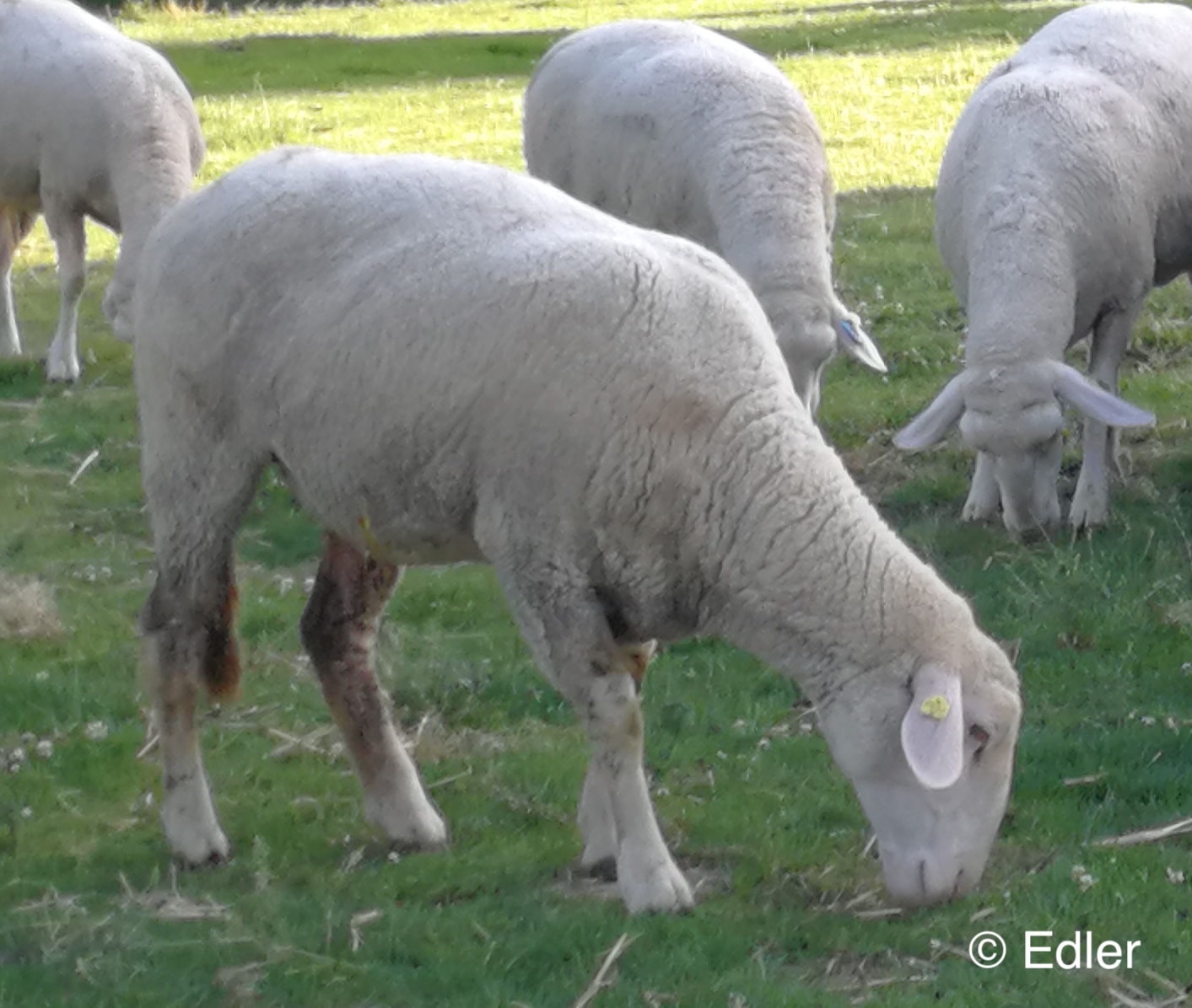 Ernährungszustand Schaf